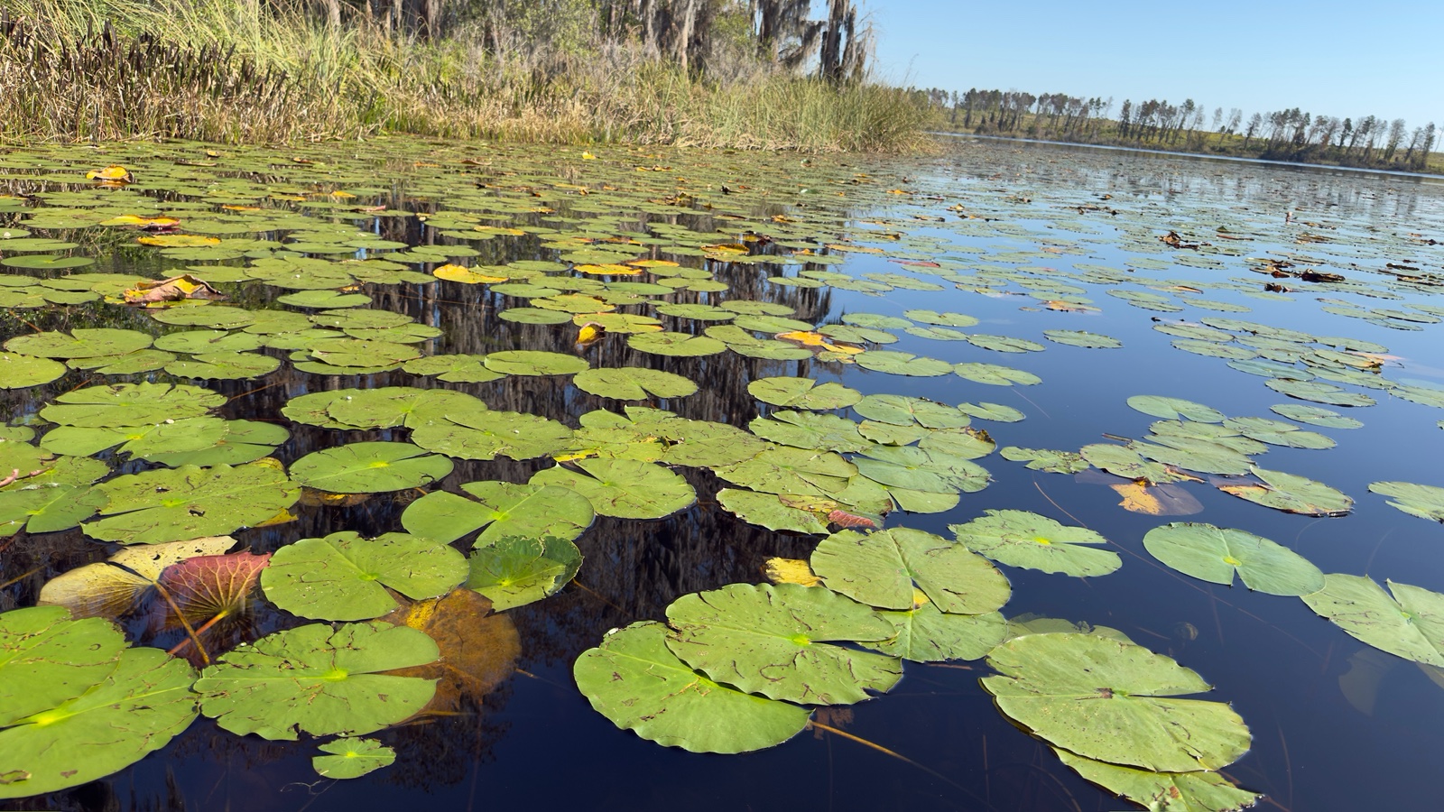 Green lily pads across calm water