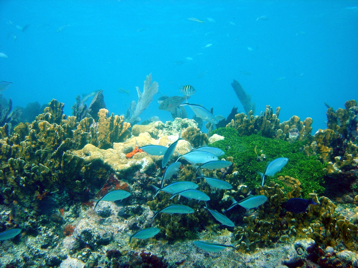 Fish and coral at John Pennekamp Coral Reef State Park