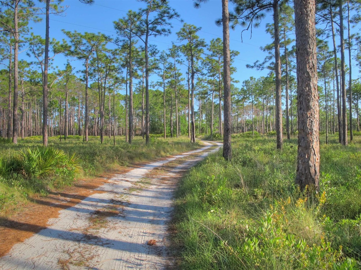 Pine woods at Ochlockonee River State Park