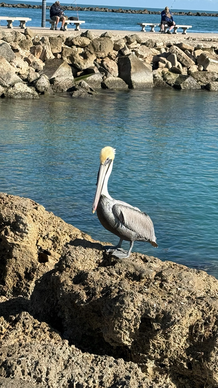 Pelican standing on rocks beside blue water